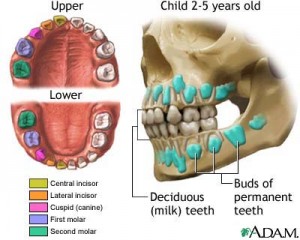 Classification of milk teeth by nlm.nih.gov