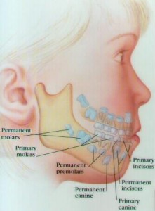 Teeth eruption @ tischlerdental.com