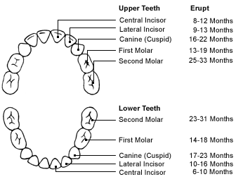 Foods+for+healthy+gums+and+teeth