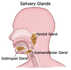 Salivery glands Â© morefocus group