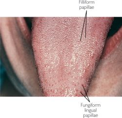 © Farlex, Inc.