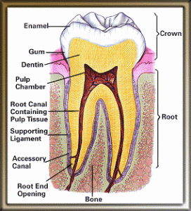 Tooth structure