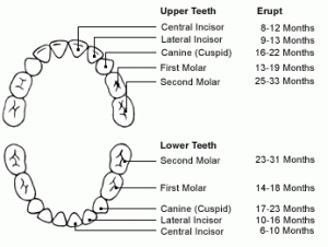 chart_eruption_primary