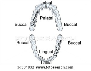 Dental Surfaces Chart