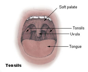 Diagram of the palatine tonsils from U.S. Nati...