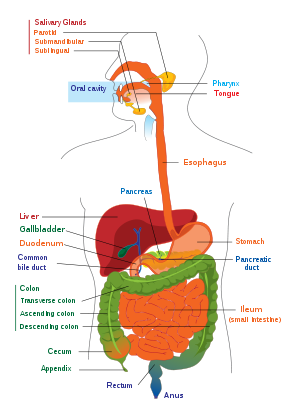 digestive system diagram worksheet. blank digestive system diagram