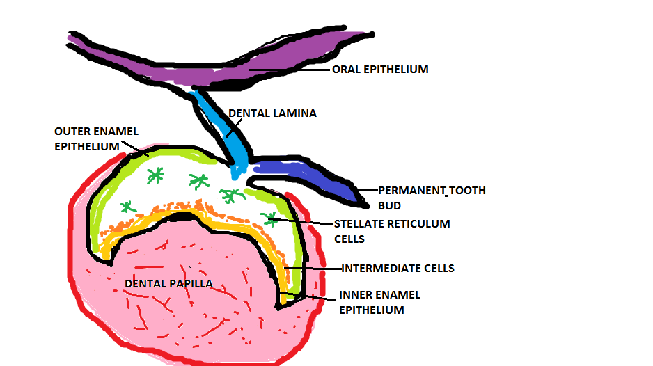 teeth diagram with labels. teeth diagram for children. This diagram shows the first