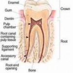 The Anatomy of a Tooth