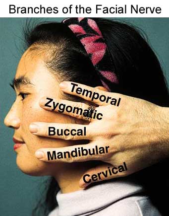 Facial Nerve Testing 88