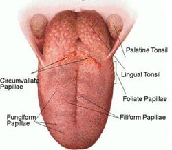 human-anatomy-tongue.jpg