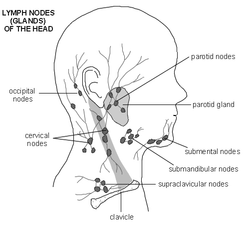 anterior cervical lymph nodes anterior cervical lymph nodes