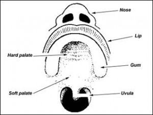 Related anatomy for oral clefts Â© http://www.chw.edu.au/