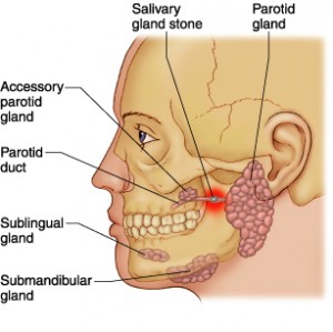 The major salivary glands Â© Reed Group