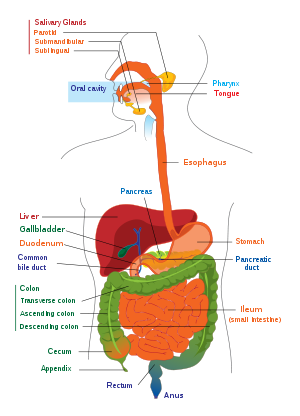 diagram of a human digestive system