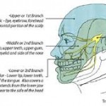 The 5th Cranial Nerve