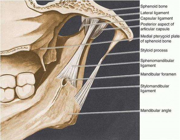 Anatomy of temporomandibular joint Part 2 | Intelligent Dental